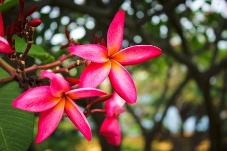 These are Frangipani , Pagoda tree or Temple tree  Their Scientific name is Plumeria spp  の写真素材