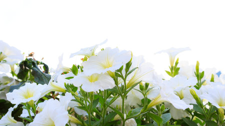 Close up white flowers isolated on white backgroundの写真素材