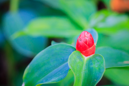 Mini ginger flower  The scientific name  costus speciosus  or  Cheilocostus speciosus の写真素材