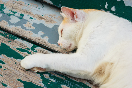 Sleeping cat, on chair in public parkの写真素材