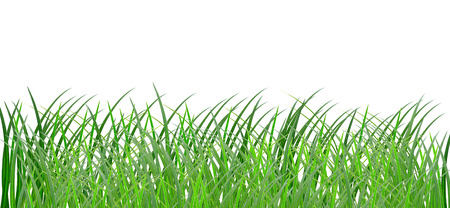 Grassの写真素材