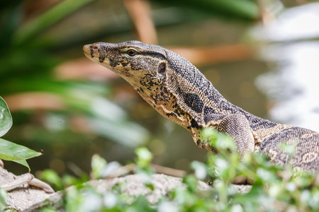 Back of Water monitor, (Varanus salvator) the large species of monitor lizard, select focus