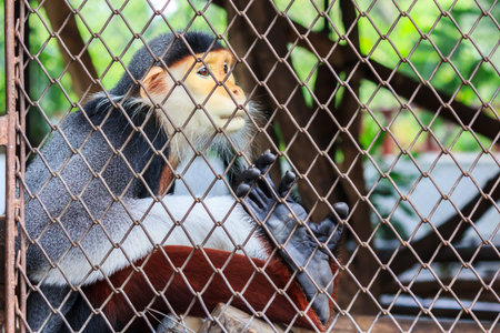 Close up of a monkey in Dusit zoo, Thailand