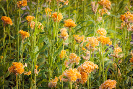 Spring background with beautiful yellow flowersの写真素材