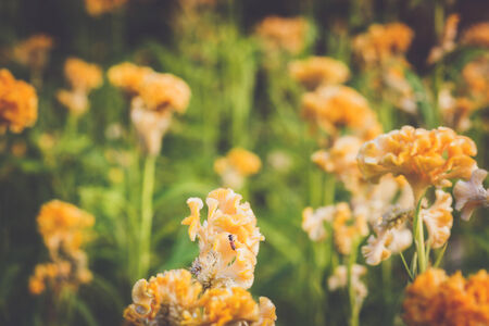 Spring background with beautiful yellow flowersの写真素材