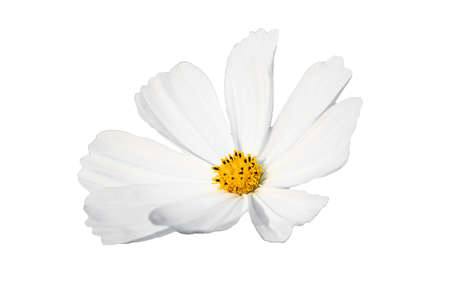 Closeup Cosmos flowers isolated, shallow depth of fieldの写真素材