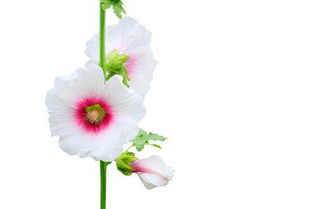 the flower Mu Gung Hwa (mugunghwa) or Rose of Sharon. isolated on white background.の写真素材