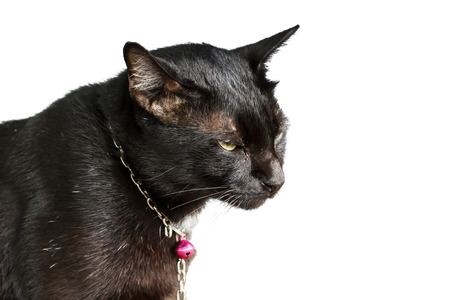 Black cat shrink isolatedの写真素材