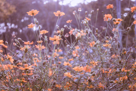 Floral backgroundの写真素材