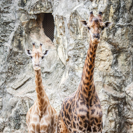 Giraffes, This Scientific Name is Giraffa camelopardalisの写真素材