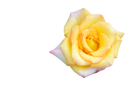 Yellow rose isolated on white backgroundの写真素材