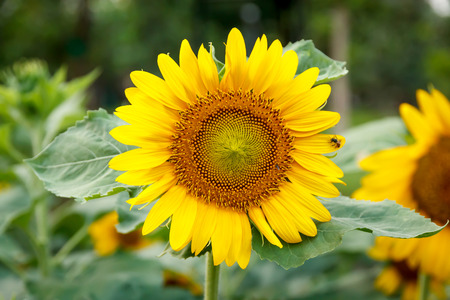 Sunflowerの写真素材