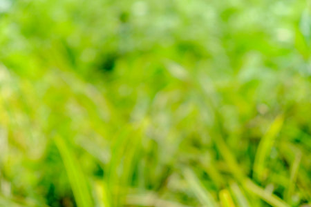 Green and yellow bush background. This is green bush and flower that is blurred by camera.