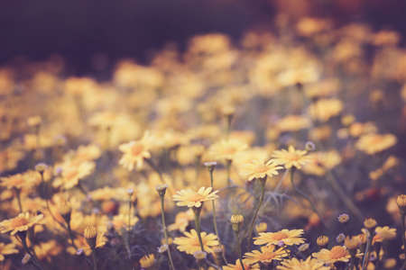 Floral background, retro effectの写真素材