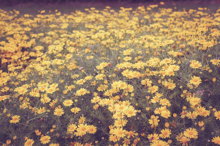 Floral background, retro effectの写真素材