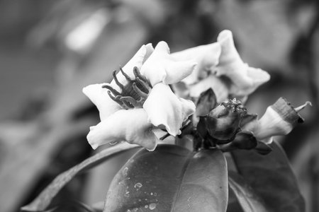 Pink tropical flowers Strophanthus gratus - Wallich  Hook. ex Benth.の写真素材