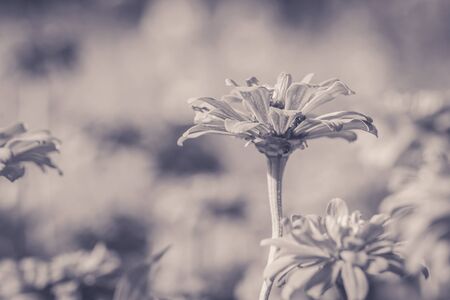 Zinnia flower with shallow focusの写真素材