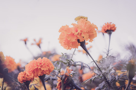 Yellow Flower, Marigold in the garden on sunset, Scientific name is Tagetes erecta L., retro effect.の写真素材