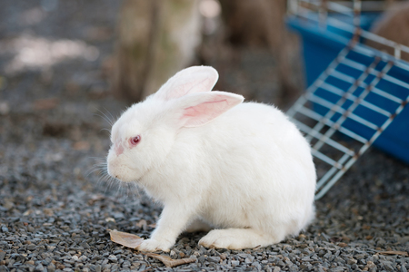 Little rabbit in gardenの写真素材