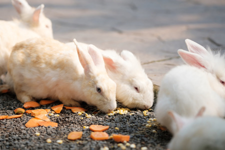Little rabbit in gardenの写真素材
