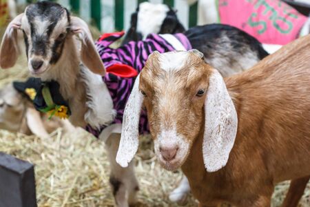 Portrait of a funny goat in the fenceの写真素材
