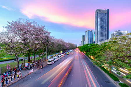 Bangkok, Thailand - April 9, 2017: Tabebuia rosea trees or Pink trumpet trees A beautiful pink flowering tree in the garden. Chatuchak Park in Bangkokのeditorial素材
