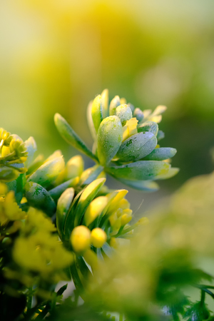 Close up nature view of Fake green leaf on blurred greenery background in garden.の写真素材