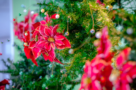 Closeup of red poinsettia flowers (Euphorbia pulcherrimaの写真素材