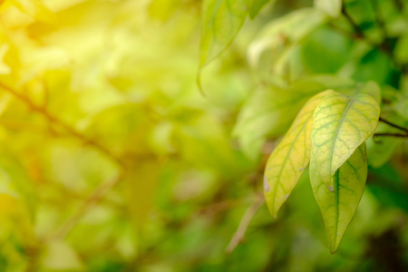 Close up nature view of green leaf on blurred greenery background in garden.の写真素材