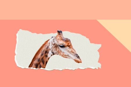 Giraffes peeking out of a torn paper holeの写真素材