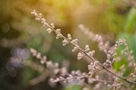 Closeup nature view of leaf on blurred greenery  in gardenの写真素材