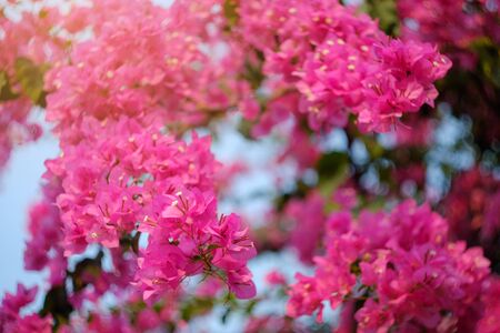 Magenta bougainvillea flowers. Blurred magenta bougainvillea as a background. の写真素材