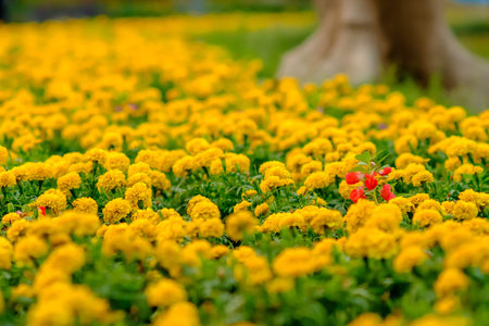 Close up of flowers of Tagetes erecta, the Mexican marigold or Aztec marigoldの写真素材