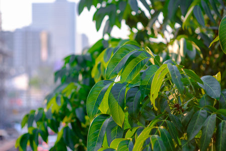 Close up leaf and tree with city blurred background, Roadside trees reduce pollution, more trees...