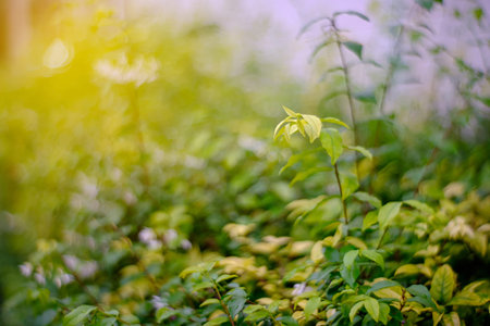 Fresh spring grass in evening. Natural background.