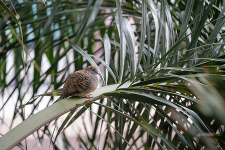 The dove is sitting on a branch. On a rainy day, Bird pluck its feathers to clean it.の写真素材