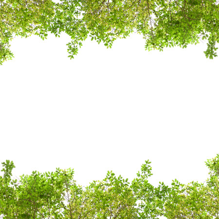 Fresh Green leaf frame isolated on white background