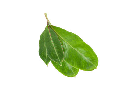 Fresh Banana Leaf isolated on white backgroundの写真素材