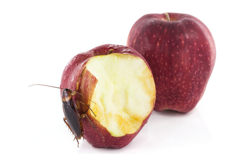 cockroach eating a red apple isolated on white background.の写真素材