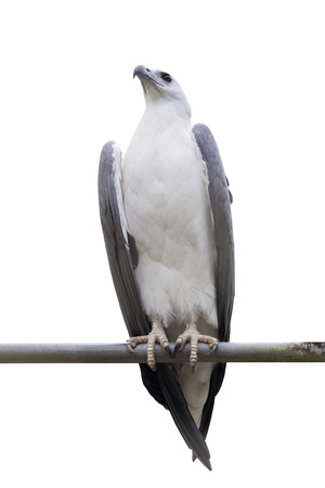 White-bellied Sea-eagle, White-bellied Fish-eagle, White-breasted Sea  on white background (Haliaeetus leucogaster)の写真素材