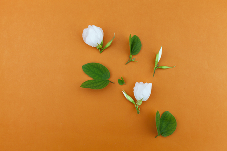 White flower and leafs on orange paper backgroundの写真素材