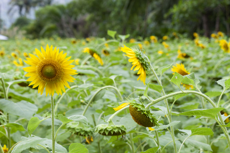 Summer background concept with sunflower backgroundの写真素材