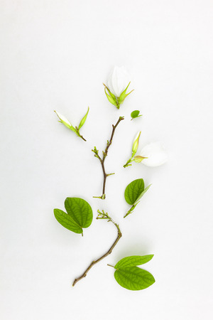 White flower and leafs on white backgroundの写真素材