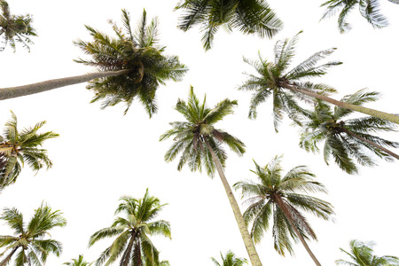 Coconut palm tree isolated on white backgroundの写真素材