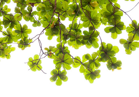 Green leaves isolated on white background