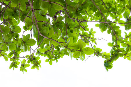 Green leaves isolated on white background