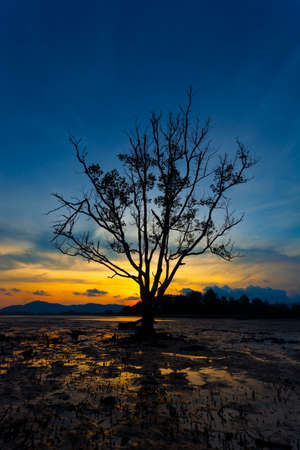 lonely tree in the sea in the sunsetの写真素材