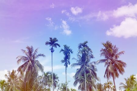 palm trees on sky background,colorful filter styleの写真素材