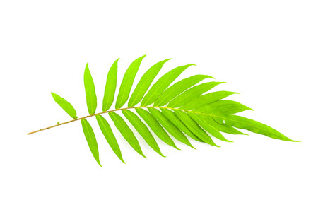 Fresh fern leaves isolated on white background