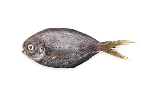 Black Fish isolated on white background